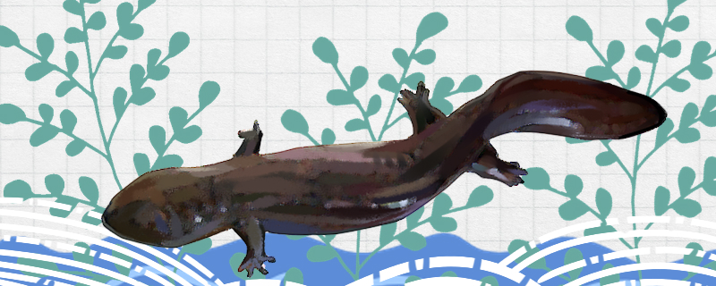 Can the giant salamander go ashore? Will it die out of the water?