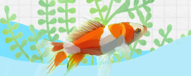 What breed does grass kind goldfish have, which kind is better to raise