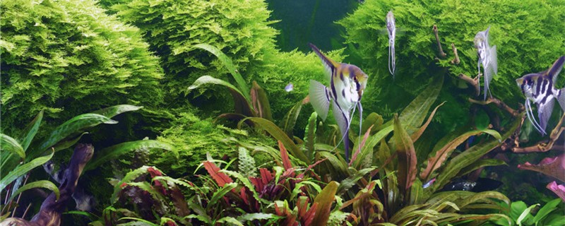 What are the necessary supplies for raising fish in a fish tank? Is it OK to raise fish in a naked tank