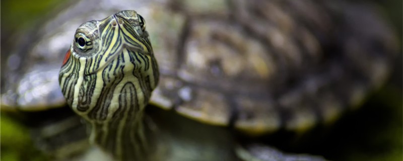 どのようにカメの水かび病を判断し、カメが水かび病にかかった場合はどのように