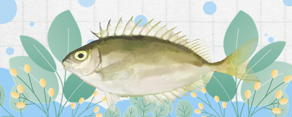 泥猛鱼有没有毒，毒性大吗