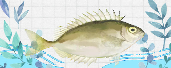 泥猛鱼是淡水鱼还是海鱼，生活在哪里