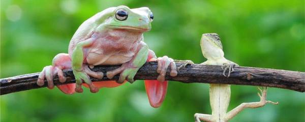 树蛙是两栖动物吗 能活多少年 鱼百科