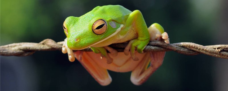 树蛙是夜行性动物吗，会不会冬眠
