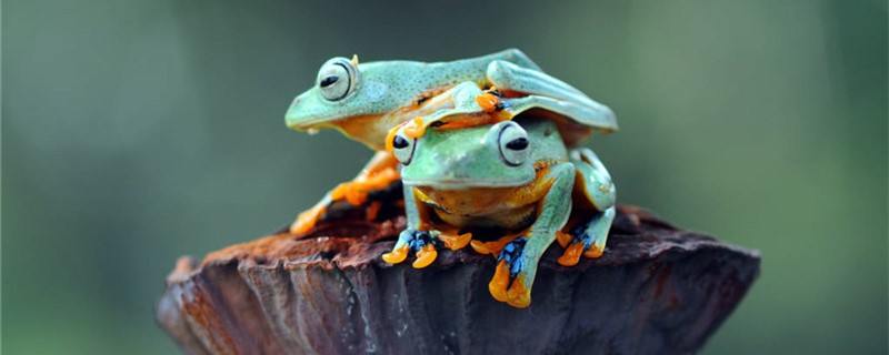 树蛙和青蛙一样吗，有什么区别