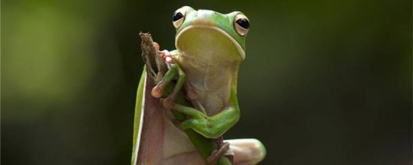 树蛙是两栖动物吗，能活多少年