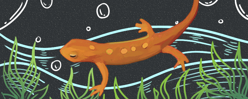 Can salamanders be raised with goldfish and mixed with turtles?