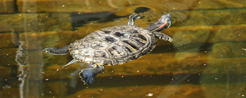 乌龟会不会淹死怎么防止乌龟溺水
