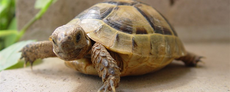 Can tortoise be afraid of cold? How to raise tortoise in winter?
