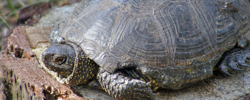 Will the tortoise shed its shell? What should be done during the period of shedding?