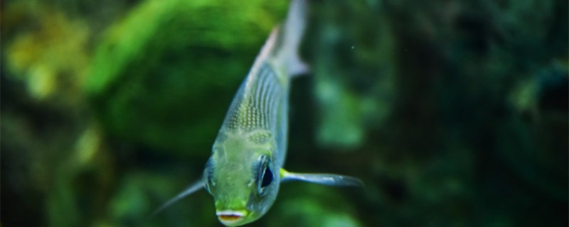 魚はいつまで餌をやらないと餓死するのか、餌をやりすぎたらどうするのか