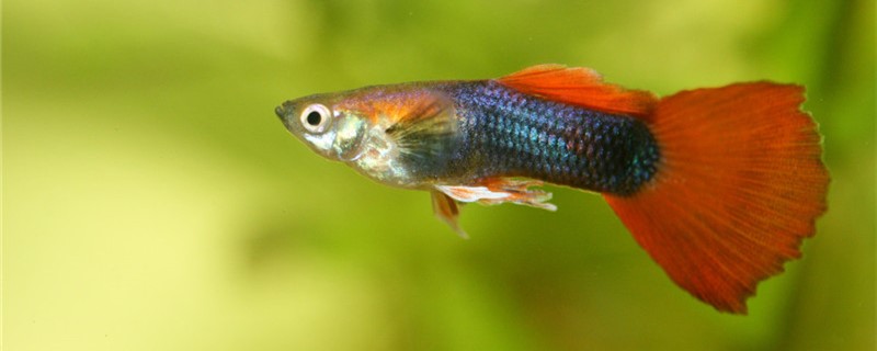 Guppies and what kind of fish are good for mixed culture? Can they be mixed with goldfish?