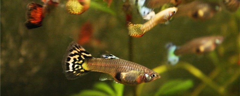 What reason is guppy blackens all over suddenly to die next? How to treat?