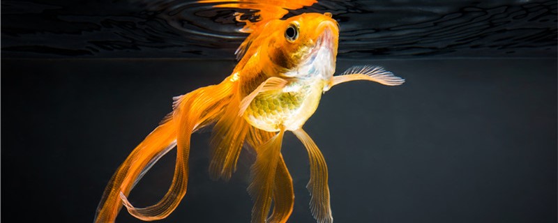 Can domestic goldfish breed naturally? How to breed?