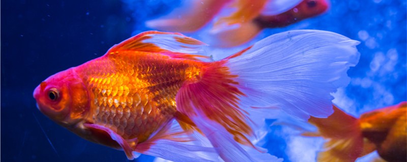 Goldfish can not be fed for a few days, can not change water for a few days.