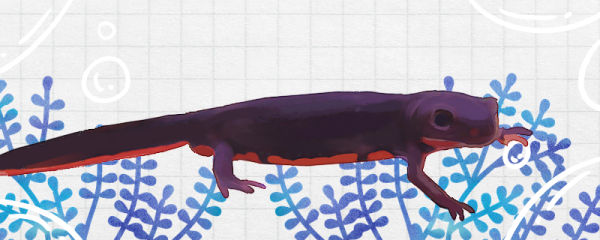 东方蝾螈能长多大，长到多大可以繁殖