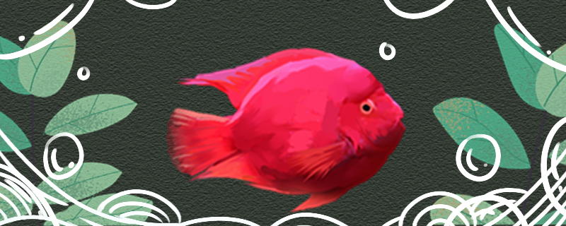 How is red parrot fish not to eat food to return a responsibility? How to handle?