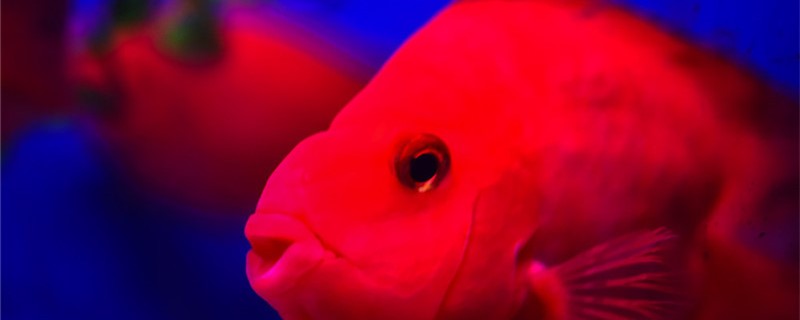 红鹦鹉鱼产卵了能孵化吗，怎么处理
