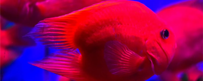 How often and what to feed the red parrot fish?