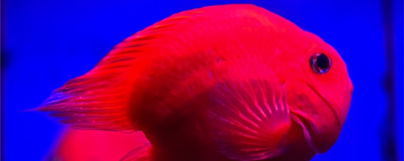 What reason is the whitish on red parrot fish body, how to handle?