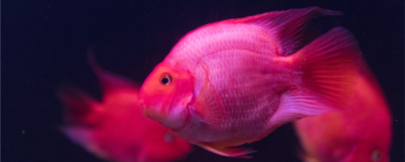 Can the red parrot fish reproduce? How to reproduce?