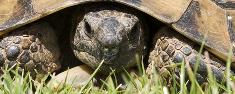 How do ornamental tortoises spend the winter and what should they pay attention to when hibernating?