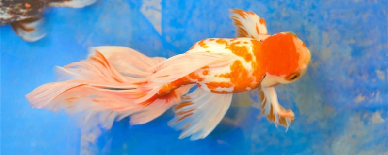 What kind of water do goldfish like? Can they be raised with tap water?