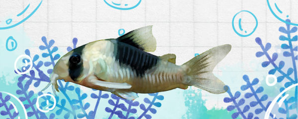 水晶罗汉鱼好养吗怎么养