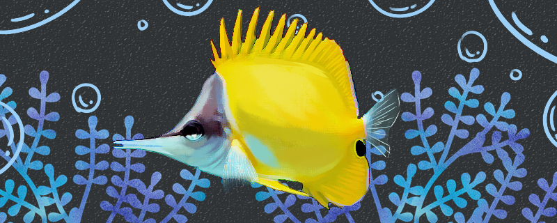 Is yellow rocket fish easy to raise? How to raise it?