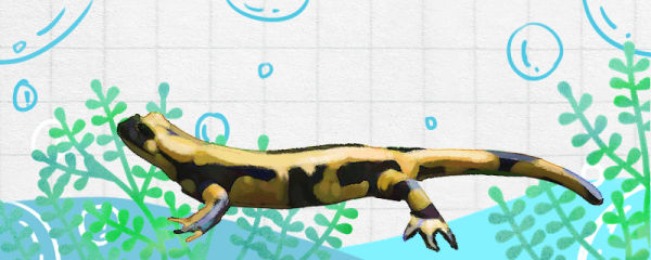 火蝾螈可以养吗，怎么养
