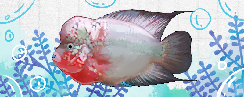 Is the Taijin Luohan fish easy to raise? How to raise it?