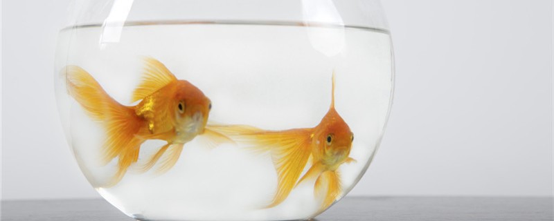 How often does the little goldfish change its water and how often is it fed?