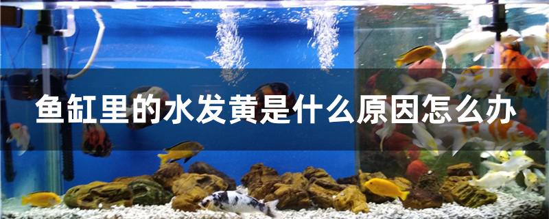 魚(yú)缸里的水發(fā)黃是什么原因怎么辦