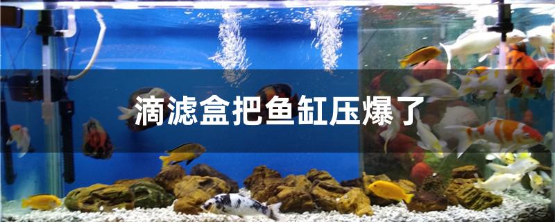 滴滤盒把鱼缸压爆了怎么办 全国水族馆企业名录