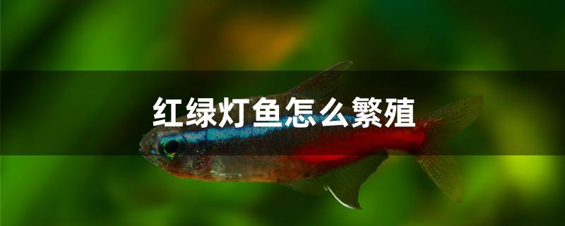 红绿灯鱼怎么繁殖 2024第28届中国国际宠物水族展览会CIPS（长城宠物展2024 CIPS）