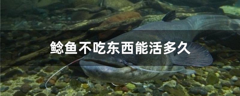 鯰魚(yú)不吃東西能活多久