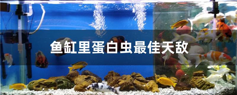 魚(yú)缸里蛋白蟲(chóng)最佳天敵是什么