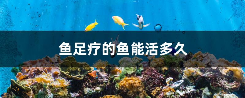 鱼足疗的鱼能活多久 泰庞海莲鱼