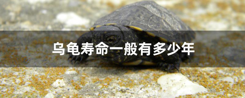 烏龜壽命一般有多少年 撒旦鴨嘴魚