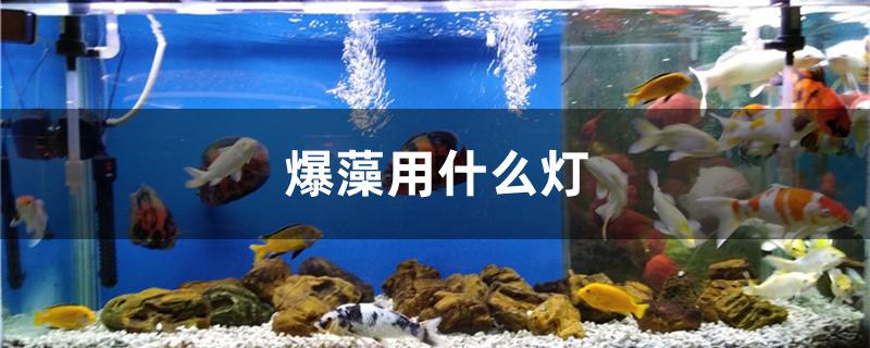 爆藻用什么燈 金龍福龍魚