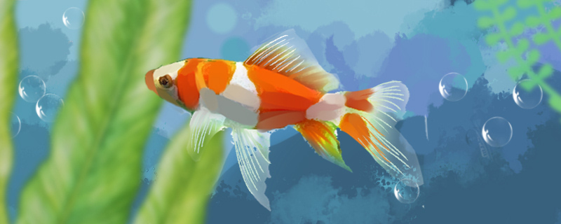Is there any way to save a goldfish with its belly up? How can it be saved?