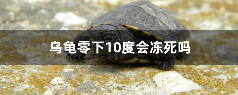 乌龟零下10度会冻死吗 皇冠黑白魟鱼