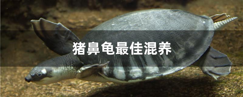 猪鼻龟最佳混养
