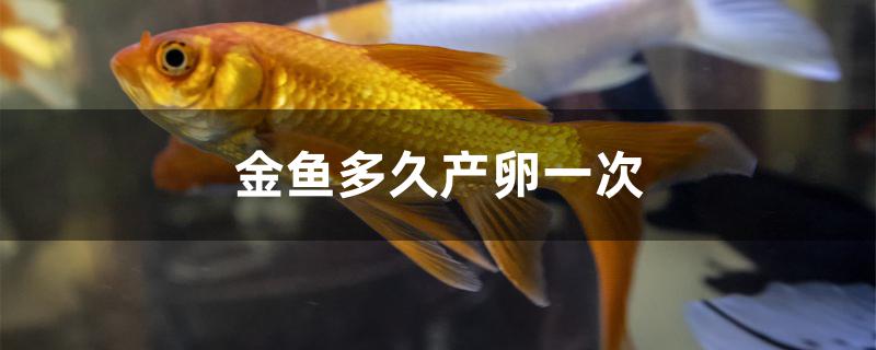 金鱼多久产卵一次