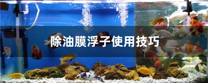 除油膜浮子有什么使用技巧 鱼百科