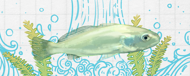 白姑鱼是海鱼吗，是深海鱼吗