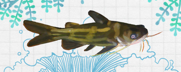 黄骨鱼是鲶鱼的一种吗，和鲶鱼有什么区别