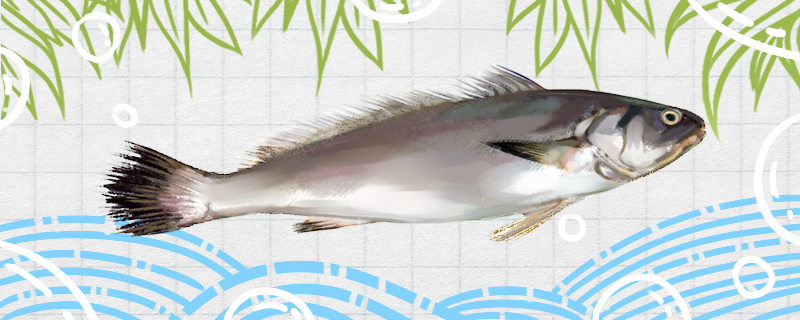 米魚は海魚なのか川魚なのか、どこに生息しているのか
