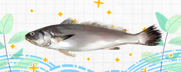 米鱼是海鱼吗，是深海鱼吗