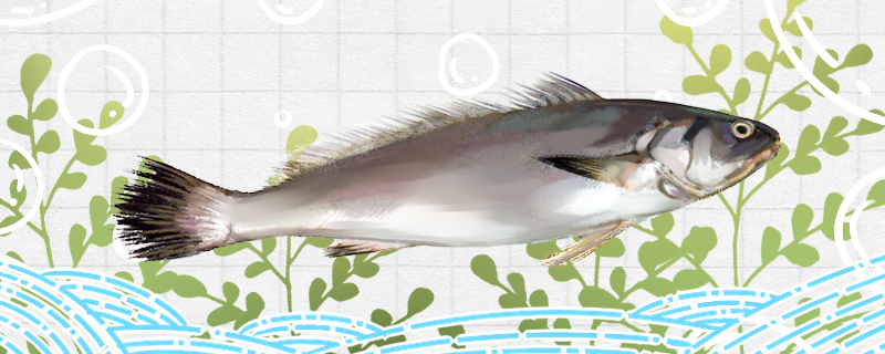 米鱼是什么鱼是淡水鱼吗